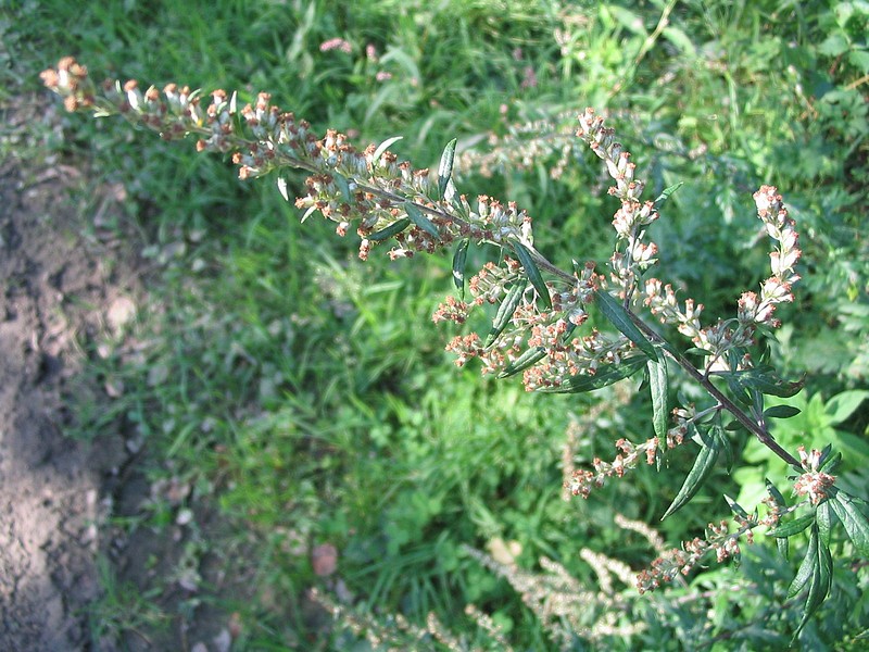Artmise - Artemisia vulgaris