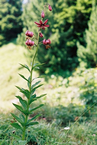 Achille millefeuille - Achillea millefolium