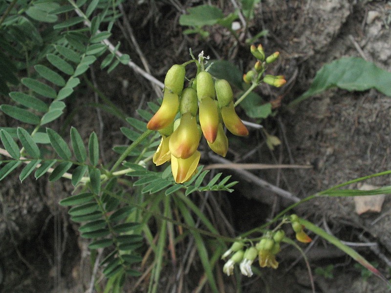 Astragale  fleurs pendantes - Astragalus 
            penduliflorus 