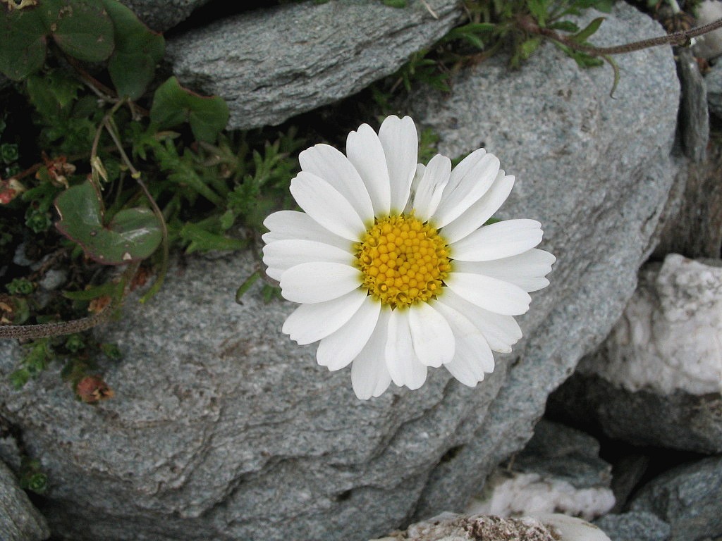 Chrysanthme des Alpes - Leucanthemopsis alpina