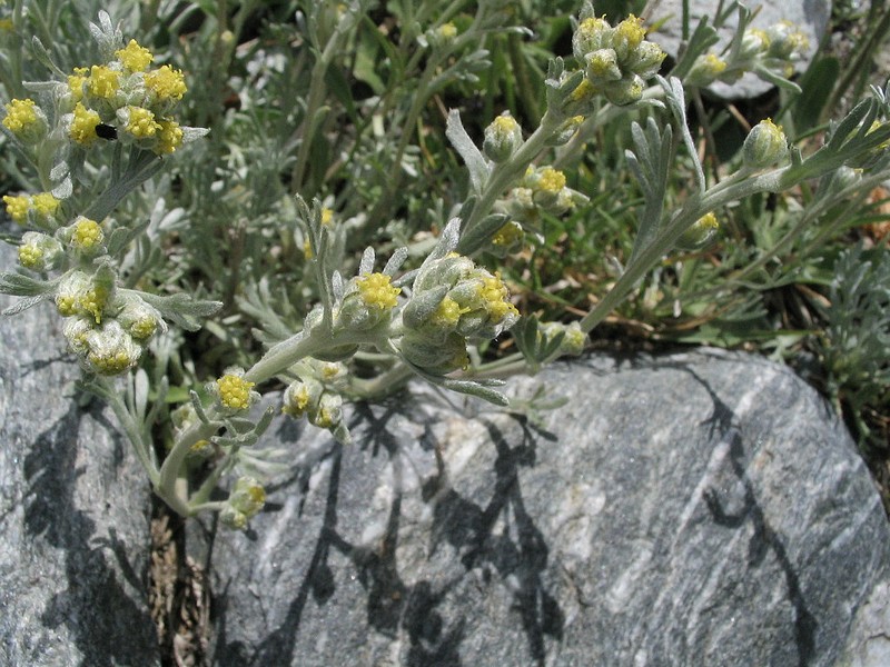 Gnpi jaune - Artemisia umbelliformis