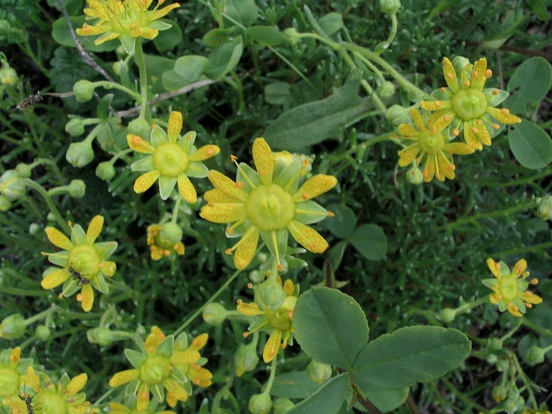 Saxifrage faux aizoon - Saxifraga aizoides