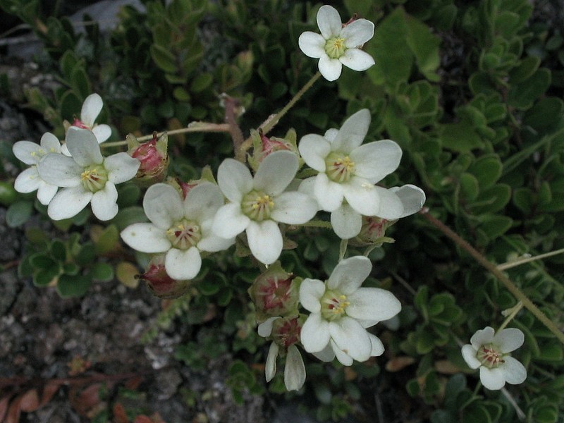 Saxifrage panicule - Saxifrage Azoon - Saxifraga paniculata