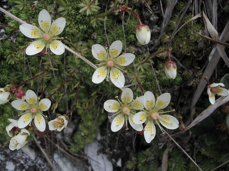Saxifrage faux bryum - Saxifraga bryoides