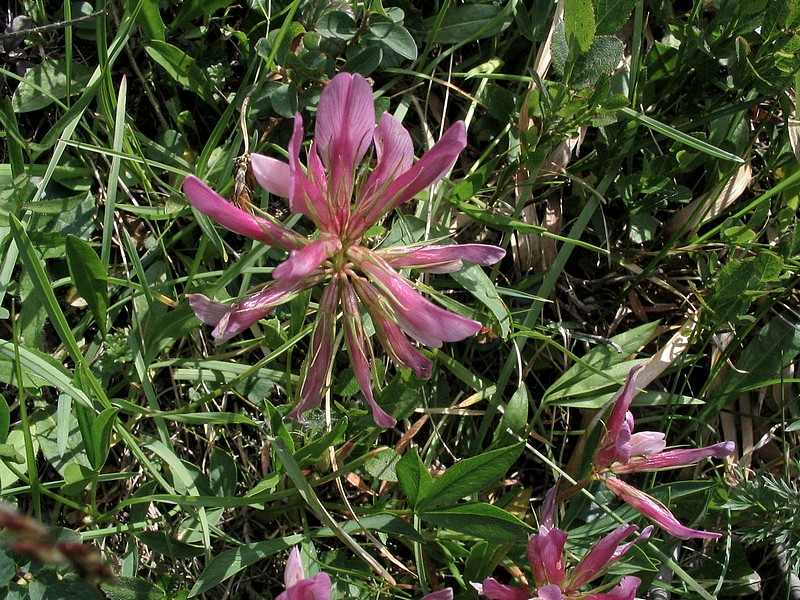 Trfle des Alpes - Trifolium alpinum