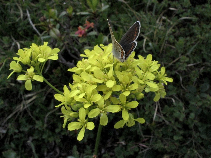 Vlar  feuilles d'pervire - Erysimum hieracifolium