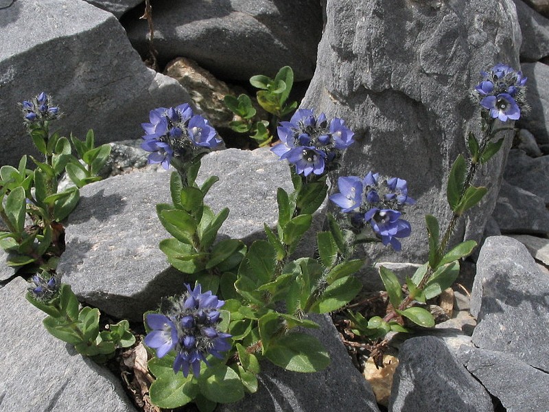 Vronique des Alpes - Veronica alpina