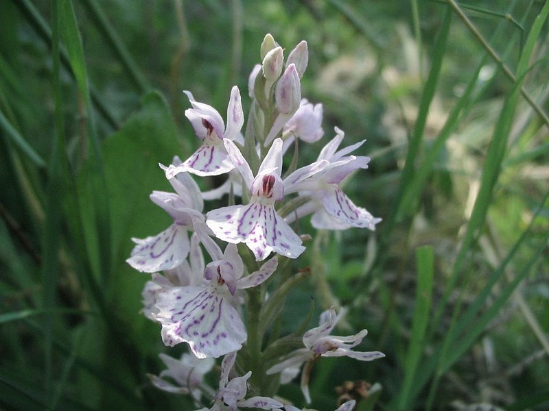 Orchis macul - Dactylorhiza maculata