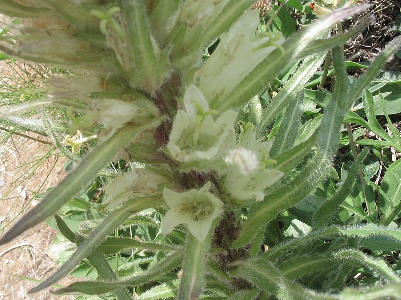Campanule en thyrse - Campanula thyrsoides