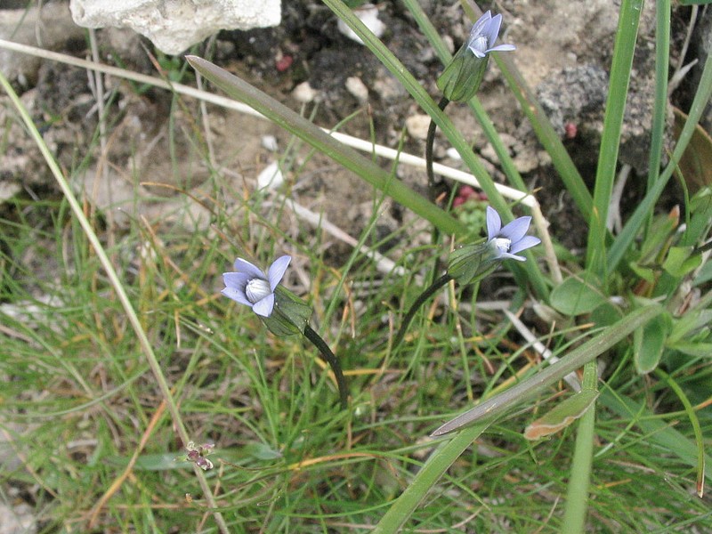 Gentiane dlicate - Gentianella tenella