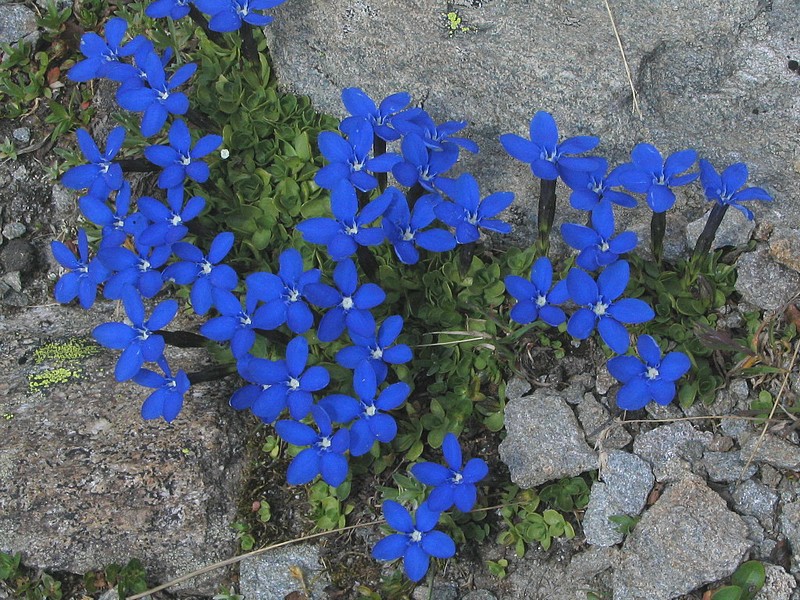  Gentiane printanire - Gentiana verna