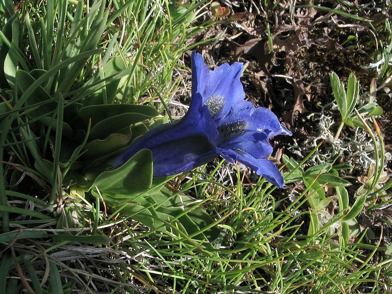 Gentiane des Alpes - Gentiana alpina