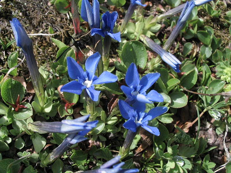  Gentiane  feuilles courtes - Gentiana brachyphylla