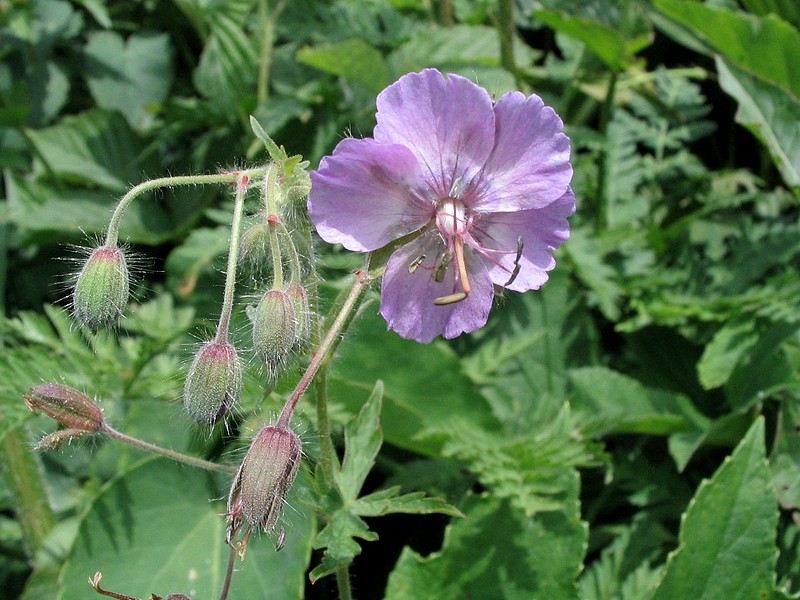 Granium livide - Geranium phaeum var. lividum