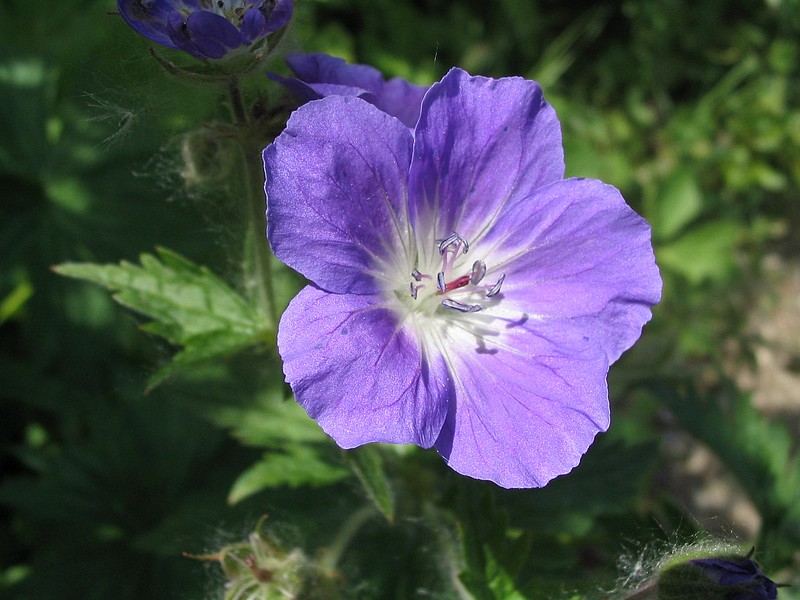 Granium des forts - Geranium sylvaticum