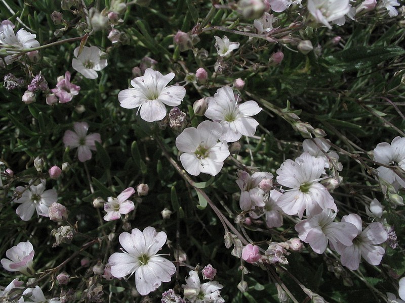 Gypsophile rampante - Gypsophila repens