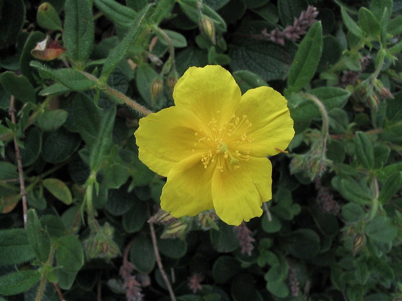 Hlianthme  grandes fleurs - Helianthemum grandiflorum