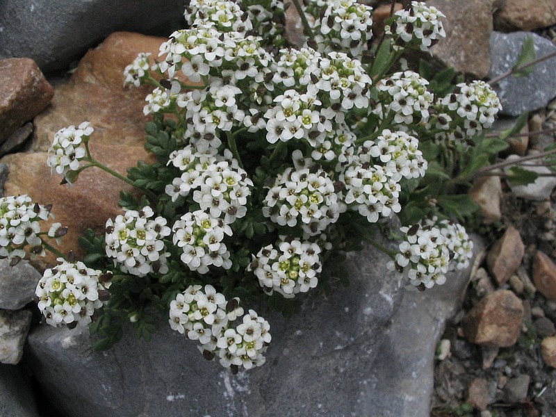 Hutchinsie des Alpes - Pritzelago alpina - Hutchinsia alpina