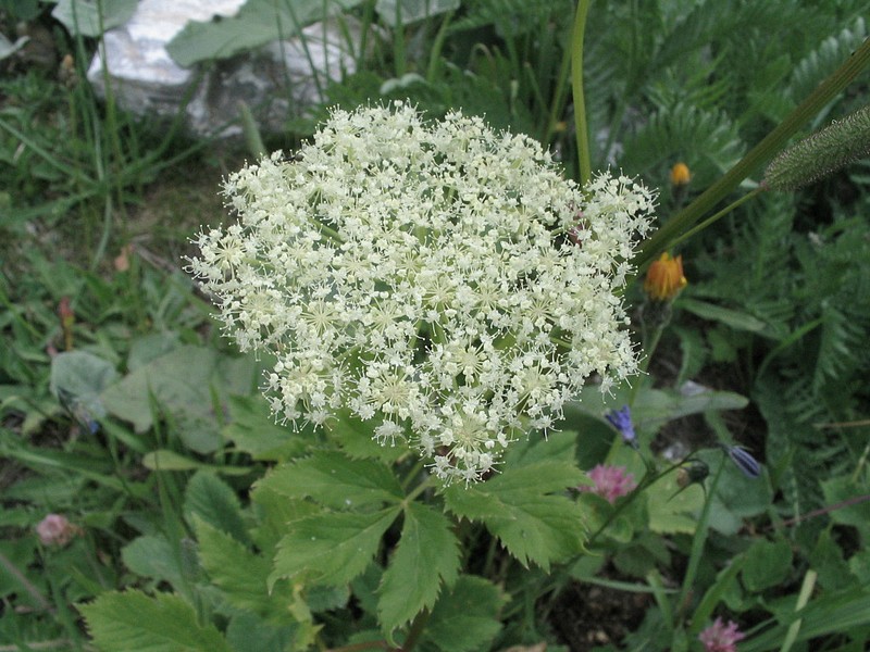 Impratoire - Peucedanum ostruthium