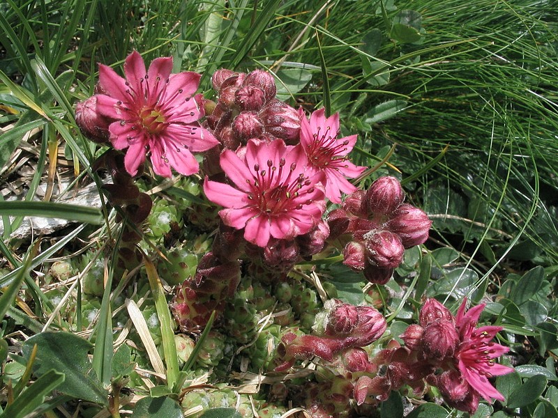 Joubarbe  toile d'araigne - Sempervivum arachnoideum 