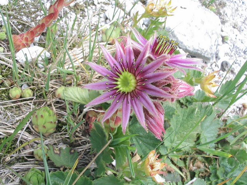  Joubarbe des montagnes - Sempervivum montanum