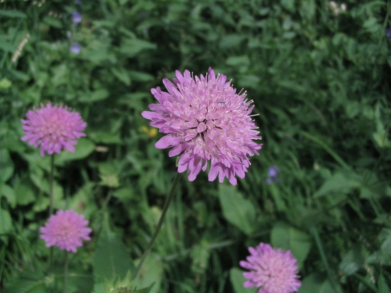 Knautie  feuilles de Cardre - Knautie des bois - Knautia dipsacifolia