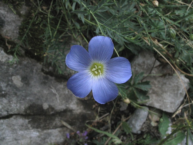 Lin des Alpes - Linum alpinum