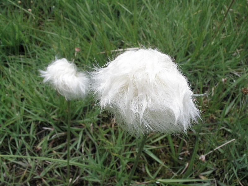 Linaigrette de Scheuchzer - Eriophorum Scheuchzeri