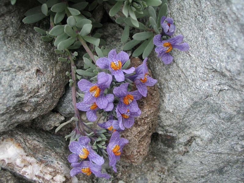 Linaire des Alpes - Linaria alpina