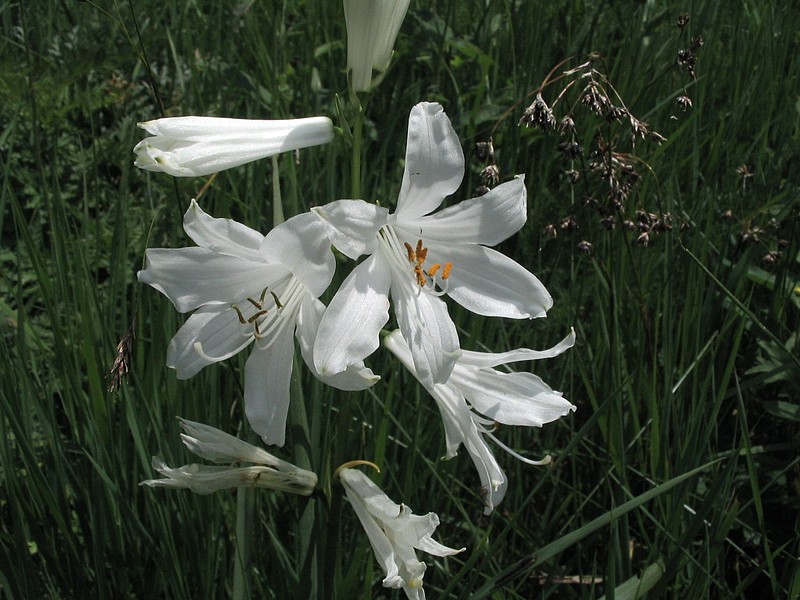 Achille millefeuille - Achillea millefolium