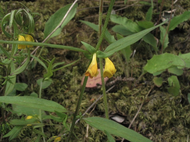 Mlampyre des forts - Melampyrum sylvaticum