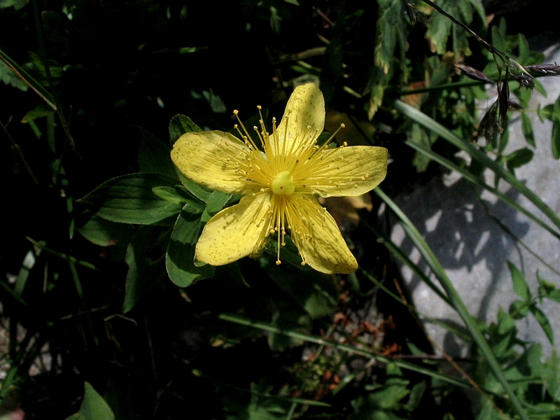 Millepertuis macul - Hypericum maculatum Crantz