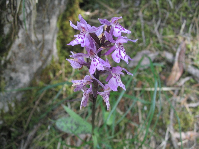 Orchis de Fuchs - Dactylorhiza fuchsii