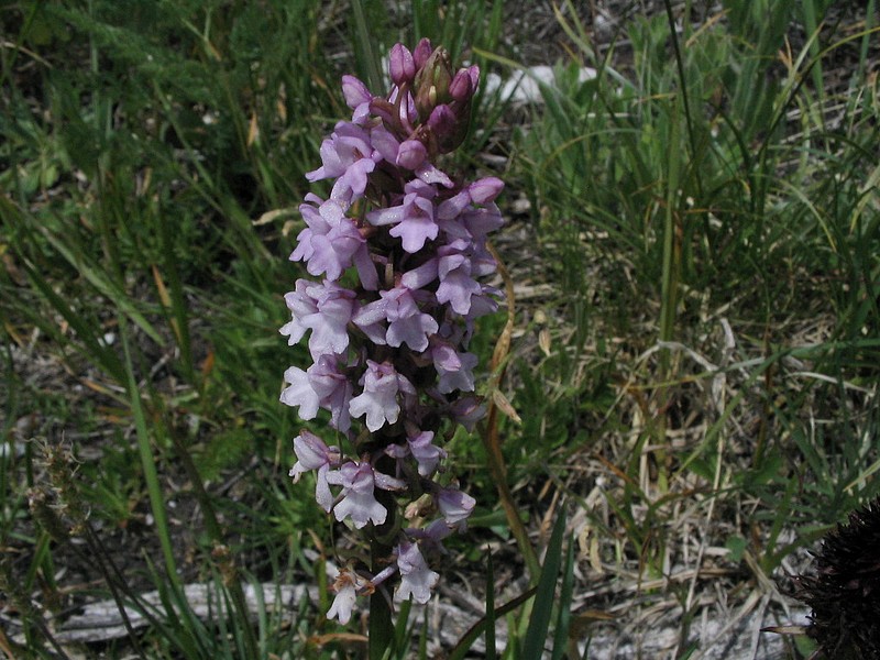 Orchis moucheron - Gymnadenia conopsea var. densiflora