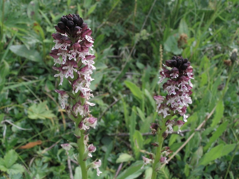 Orchis brl - Neotinea ustulata