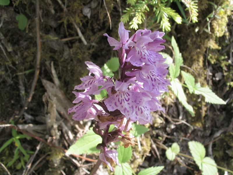 Orchis tachet - Dactylorhiza maculata