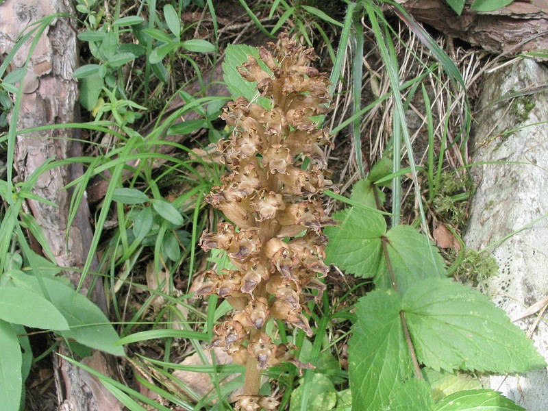 Orobanche leve - Orobanche elatior