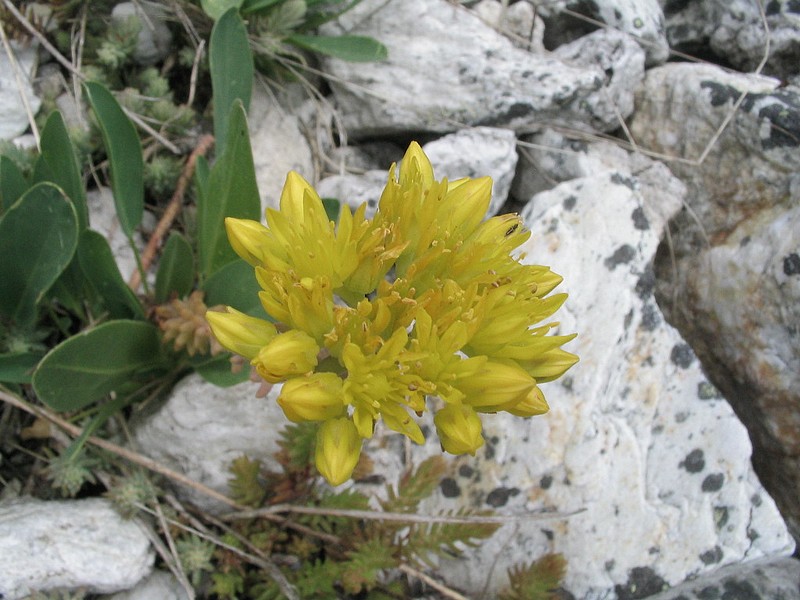 Orpin rflchi - Sedum reflexum - Sedum rupestre 