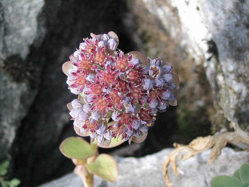 Orpin bleu - Sedum anacampseros - Reprise de montagne 
            - Orpin Anacampsros