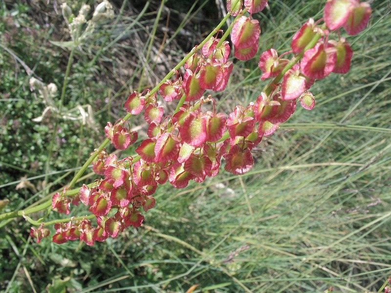 Rumex scutatus - Oseille ronde - Rumex  cussons