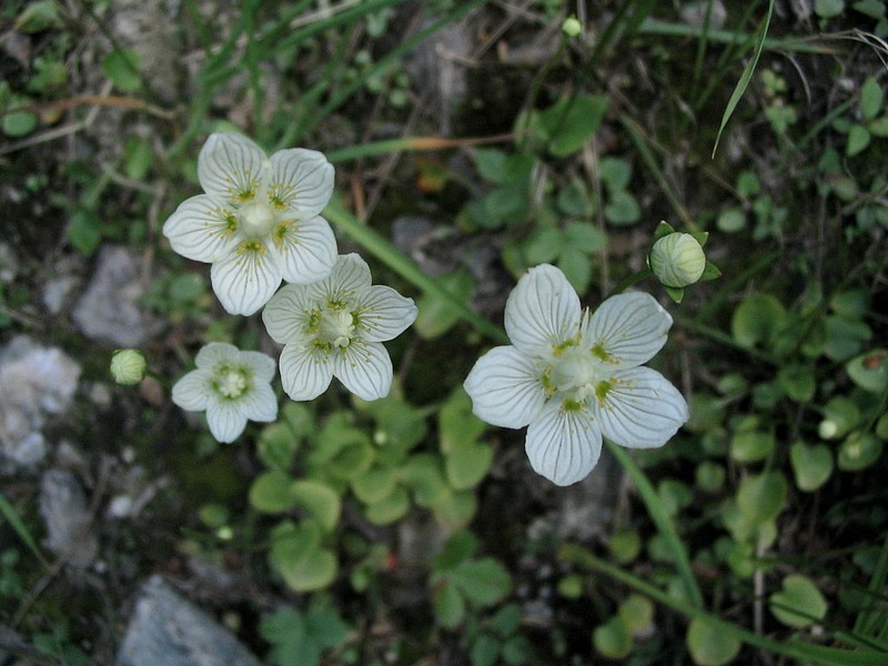 Parnassie des marais - Parnassia palustris