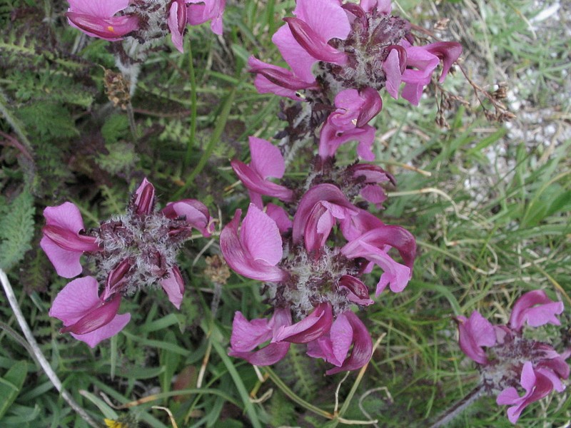 Pdiculaire arque - Pedicularis gyroflexa