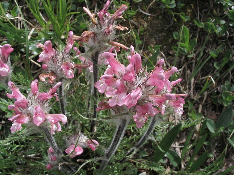 Pdiculaire rose - Pedicularis rosea