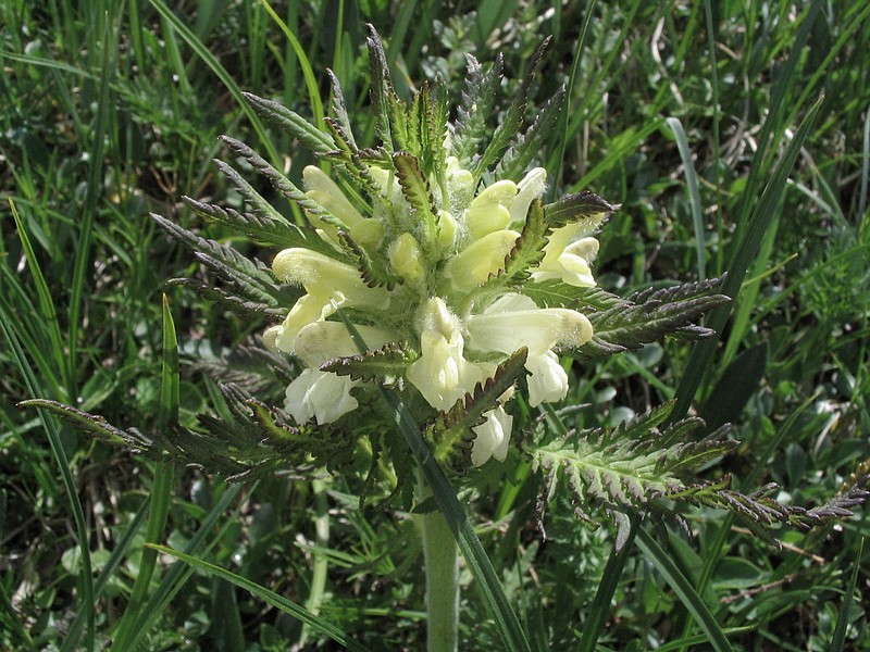 Pdiculaire feuillue - Pedicularis foliosa