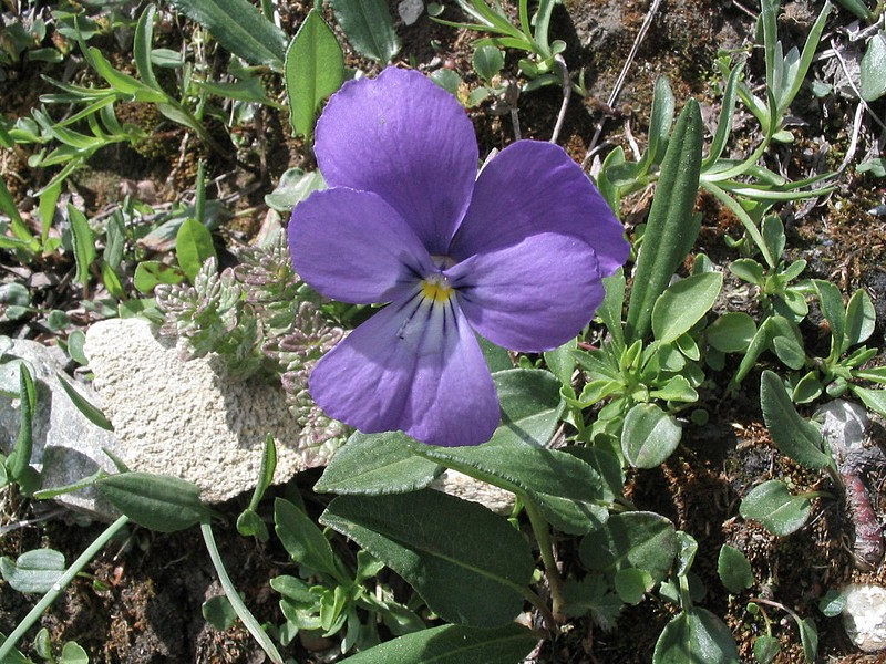 Pense des Alpes - Viola calcarata