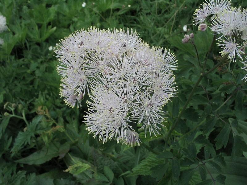 Pigamon  feuilles d'Ancolie - Thalictrum aquilegifolium