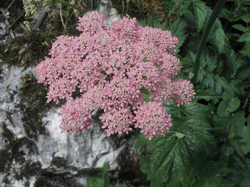 Grande Pimpinelle - Pimpinella major - Grand Boucage