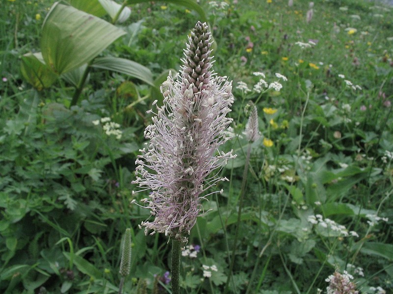 Plantain moyen - plantain intermdiaire - Plantago media