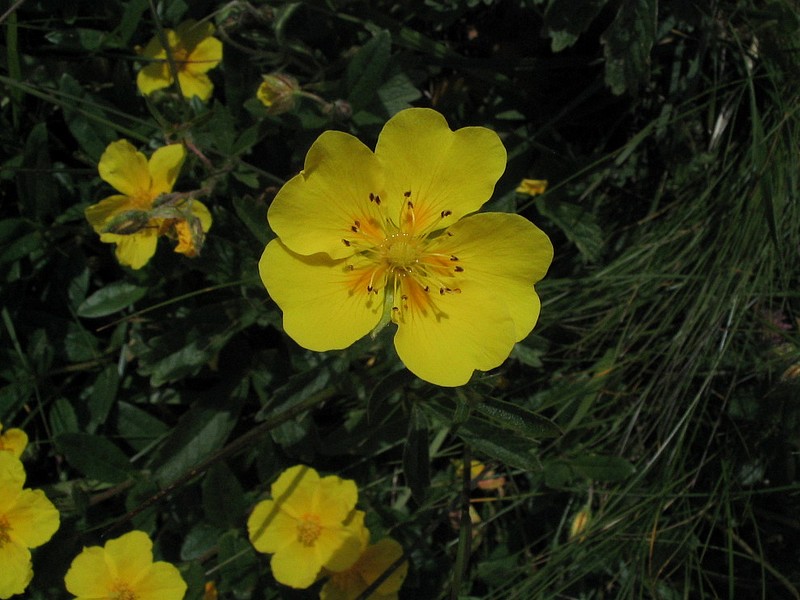 Potentille dore - Potentilla aurea