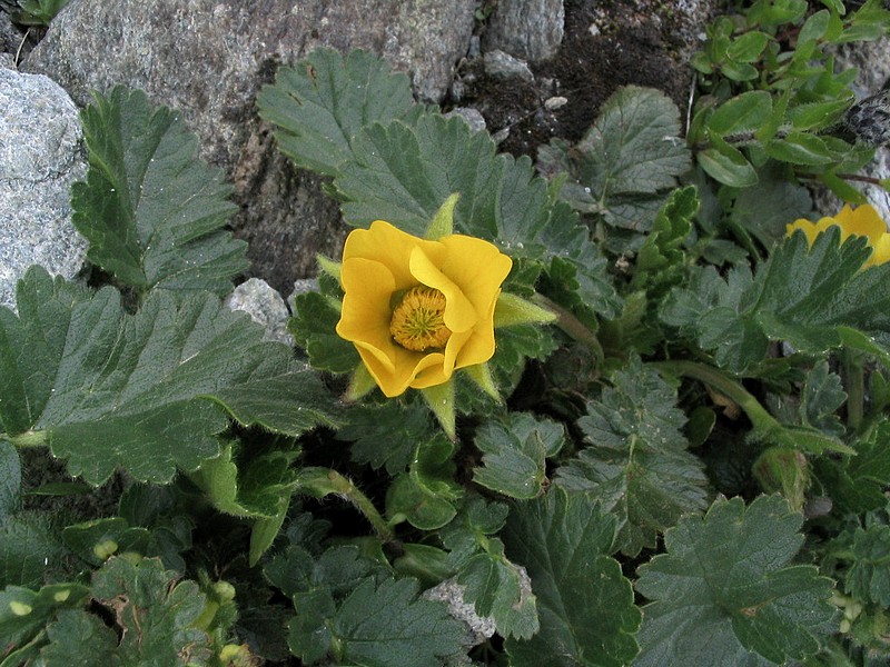 Potentille des rgions froides - Potentilla frigida